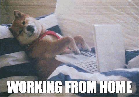 dog working from home